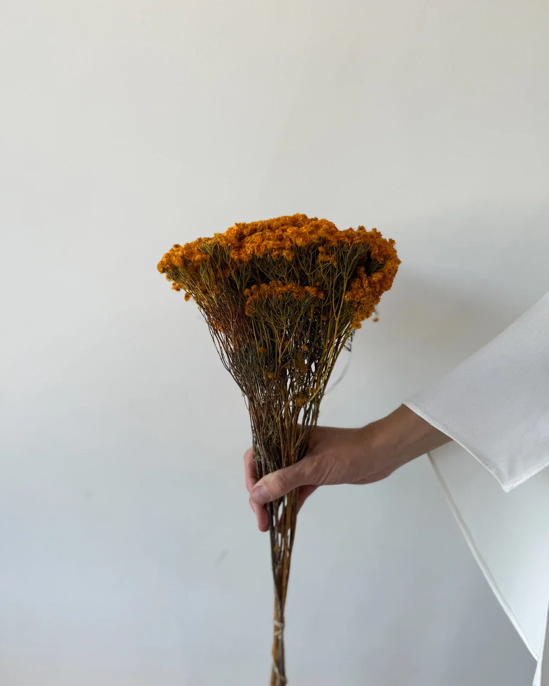 DRIED MORRISON | NATURAL MUSTARD