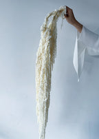 PRESERVED AMARANTHUS | IVORY WHITE
