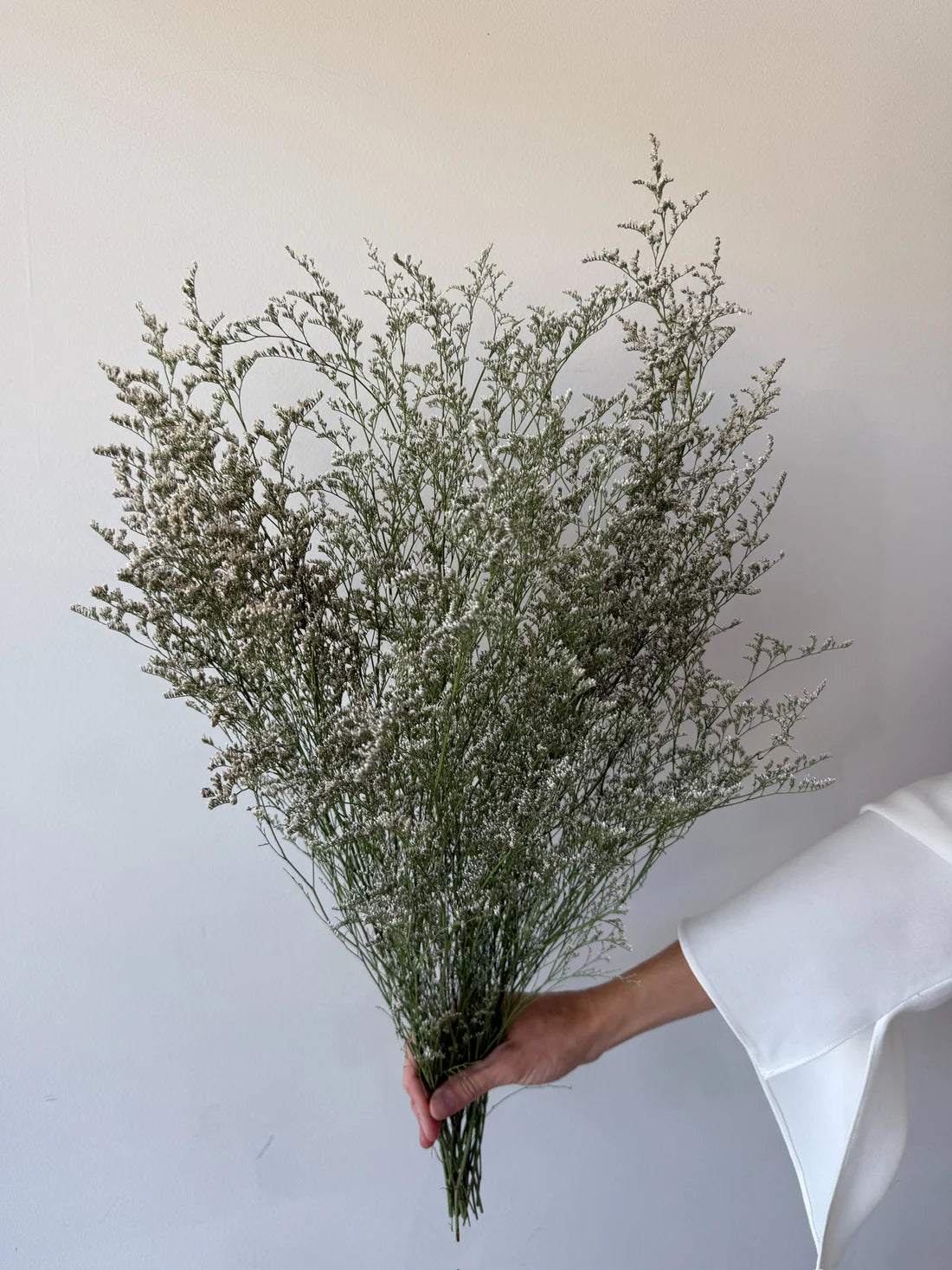 DRIED MISTY | NATURAL