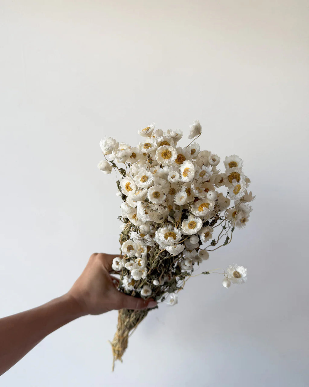 DRIED DAISIES