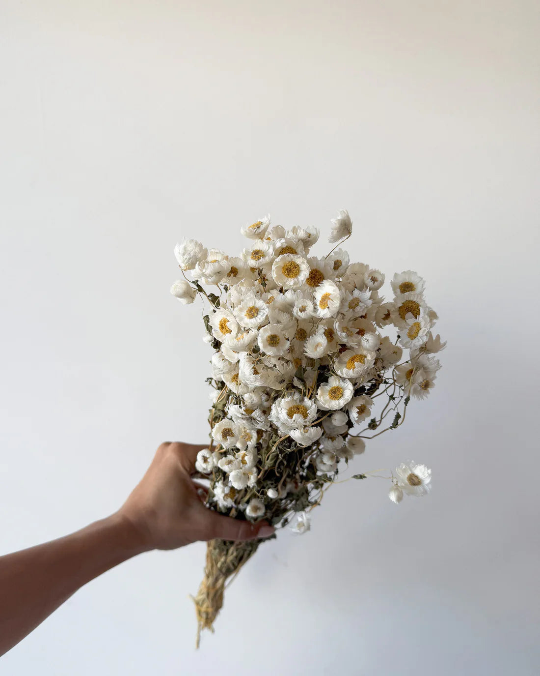DRIED DAISIES