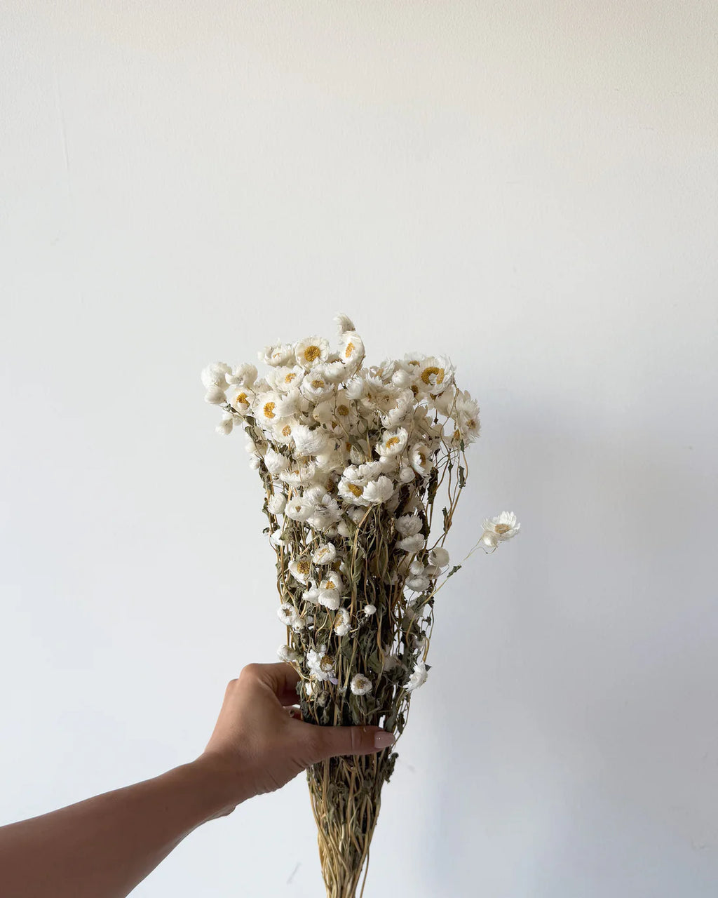 DRIED DAISIES
