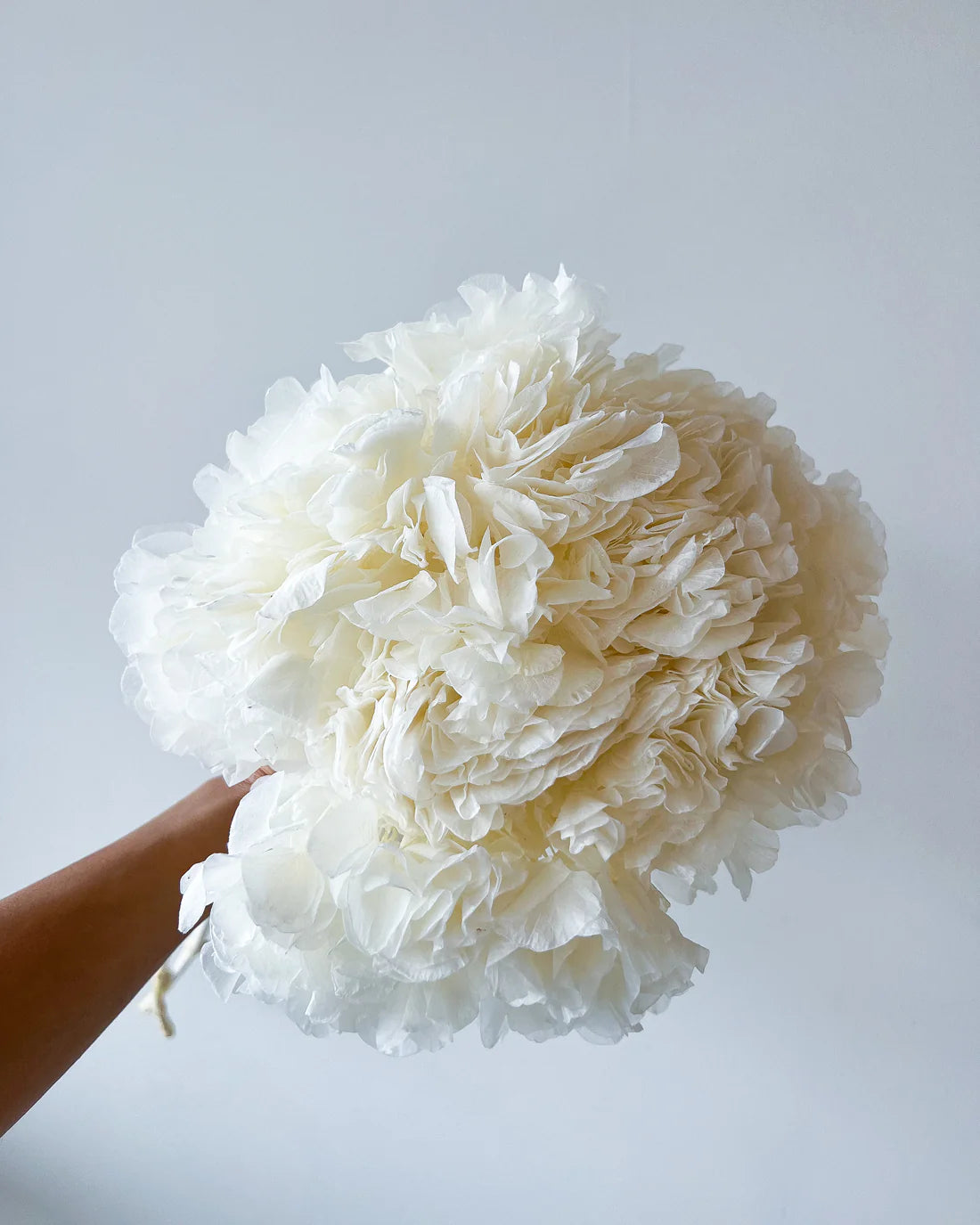 PRESERVED HYDRANGEA STEM I WHITE I LARGE-LEAF