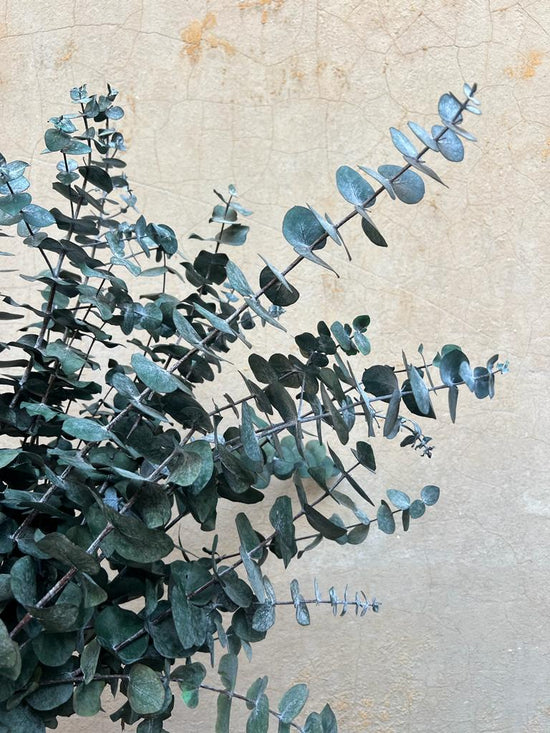 PRESERVED GUM | GREEN